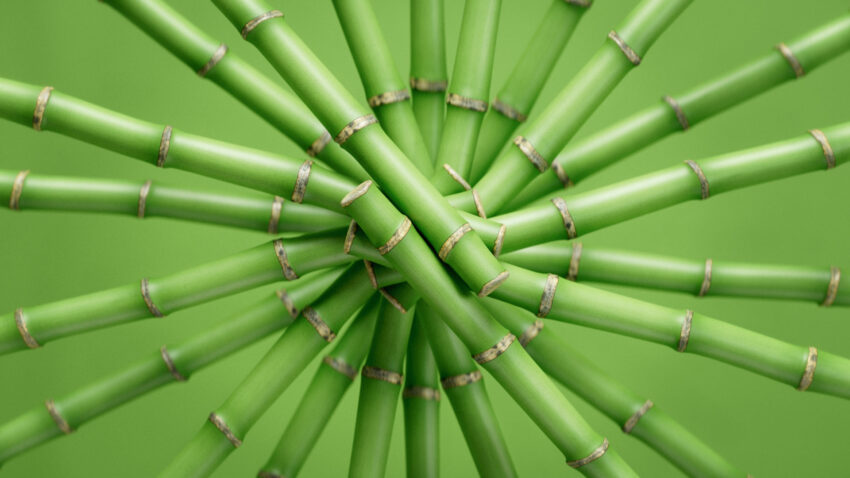 Toothbrush (0-00-00-00) lo